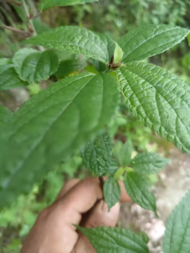 贵州野生水麻保质保量诚信经营欢迎电话联系