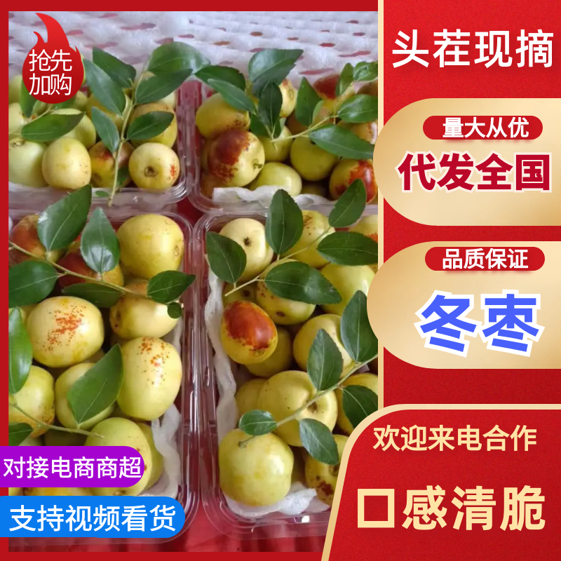 冬枣大荔冬枣鲜枣大量上市中口感脆甜对接电商市场等