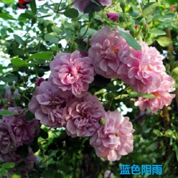 爬藤月季蓝色阴雨