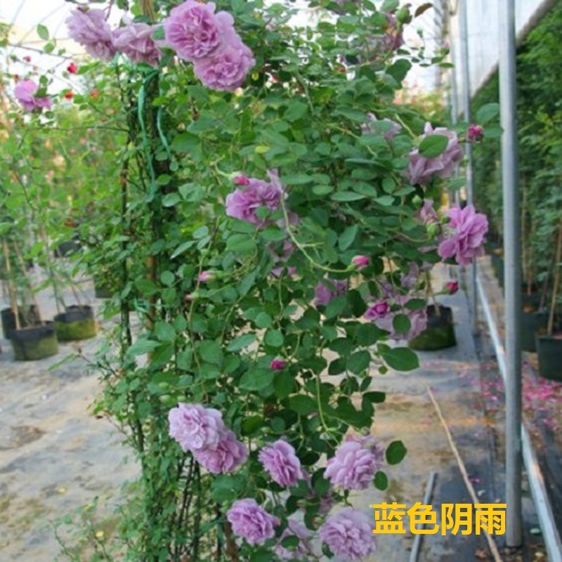 爬藤月季蓝色阴雨