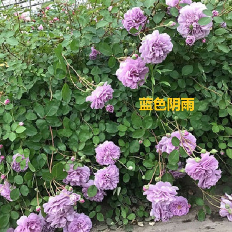 爬藤月季蓝色阴雨