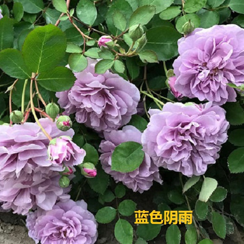 爬藤月季蓝色阴雨