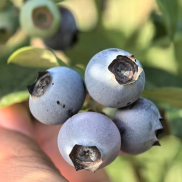 精选蓝莓奥尼尔蓝莓现摘现发口感好价格实惠种植基地量多可议