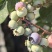 精选蓝莓奥尼尔蓝莓现摘现发口感好价格实惠种植基地量多可议