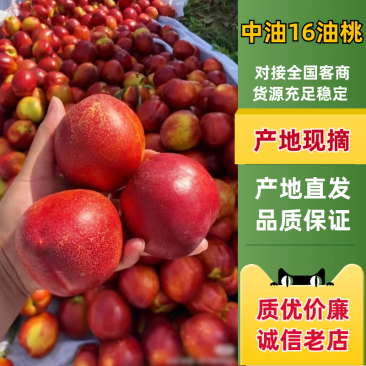 陆地油桃大量上市产地直发货源充足价格优惠质量保证