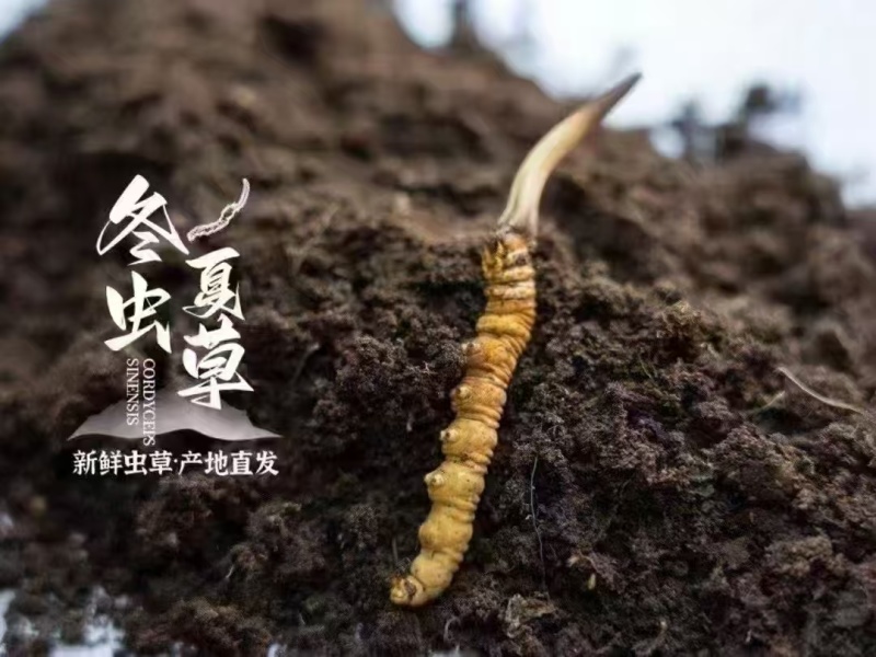 汶川虫草，冬虫夏草，品质保证，价格优惠，实力商家