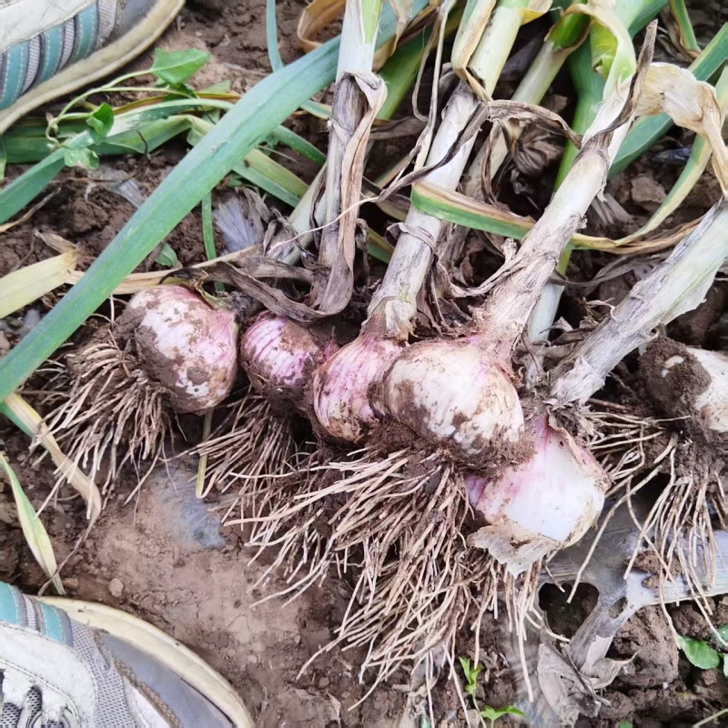 【大蒜】河北隆尧紫皮蒜基地直供质量保证货源充足量大优惠