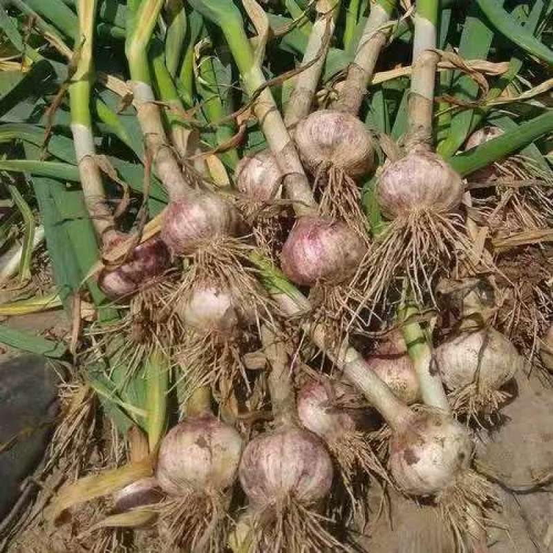 【大蒜】河北隆尧紫皮蒜基地直供质量保证货源充足量大优惠