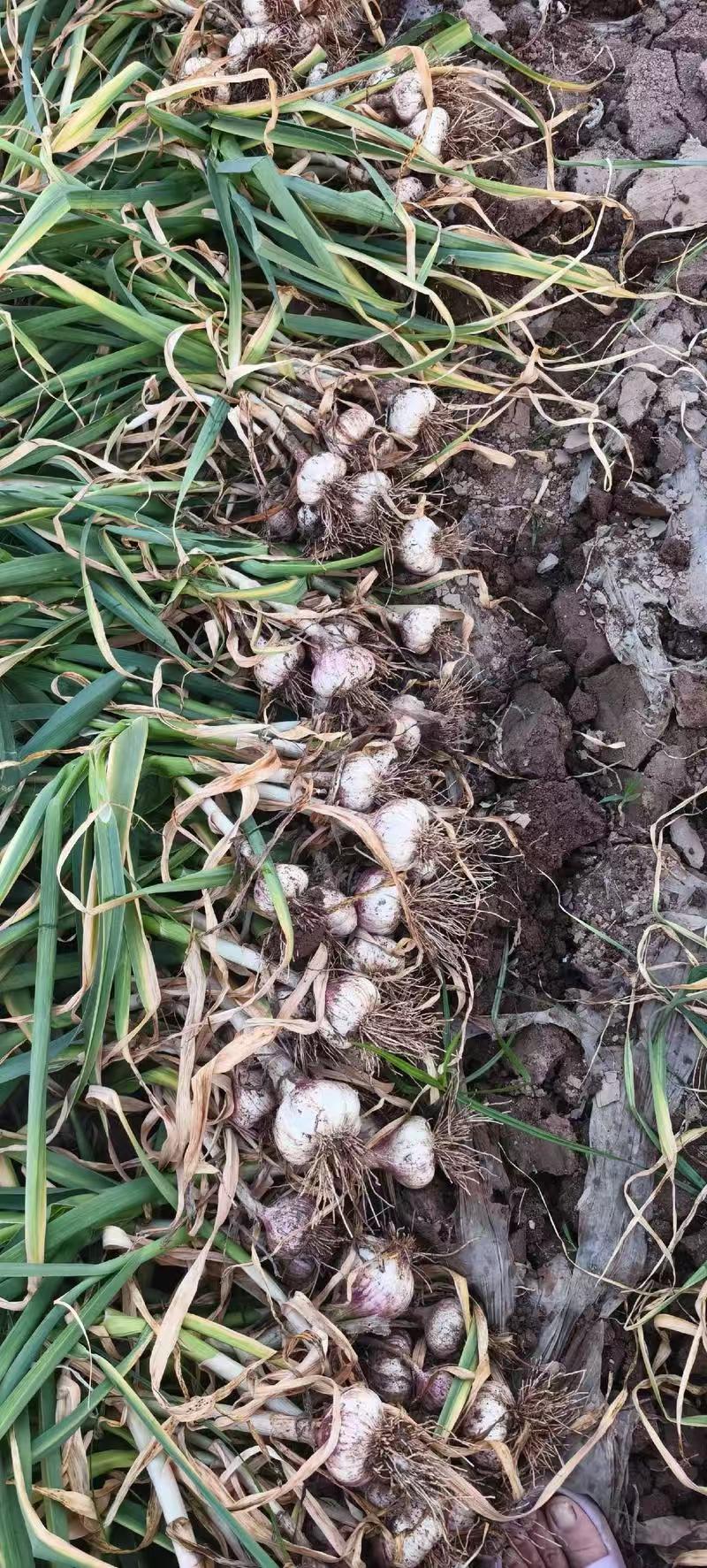 【大蒜】河北隆尧紫皮蒜基地直供质量保证货源充足量大优惠