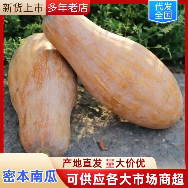 广东南瓜蜜本南瓜供市场电商产地一手货源品质保障