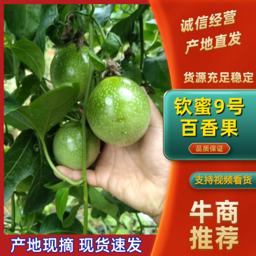 【百香果】钦蜜九号百香果产地一手货源现货供电商市场