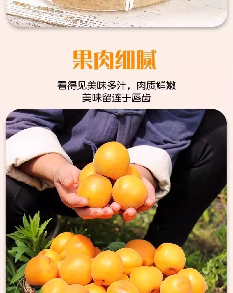 杏，品质保证，价格优惠产地直发支持电商代发社区团购
