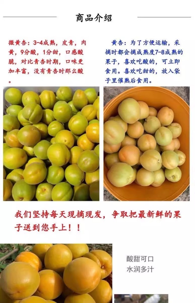 杏，品质保证，价格优惠产地直发支持电商代发社区团购