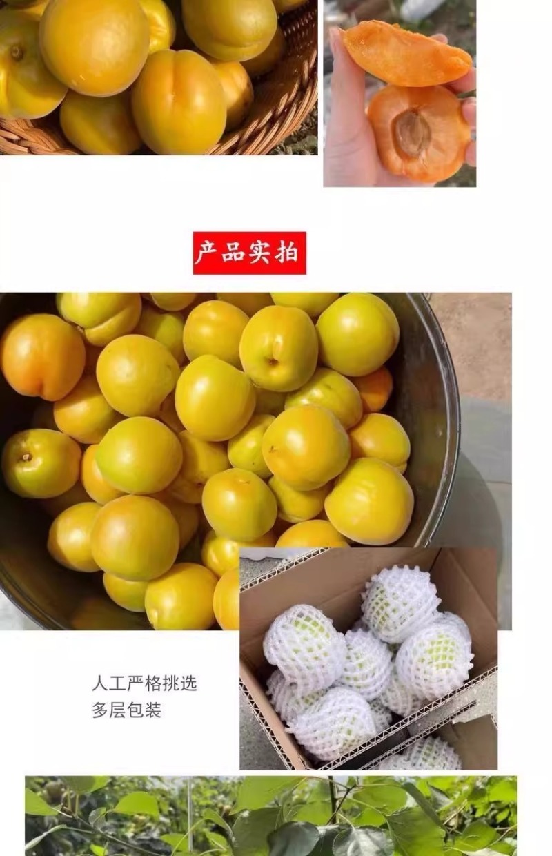 杏，品质保证，价格优惠产地直发支持电商代发社区团购