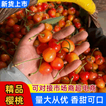 露天黄蜜大量上市欢迎咨询合作。承接批发电商。品质好价低