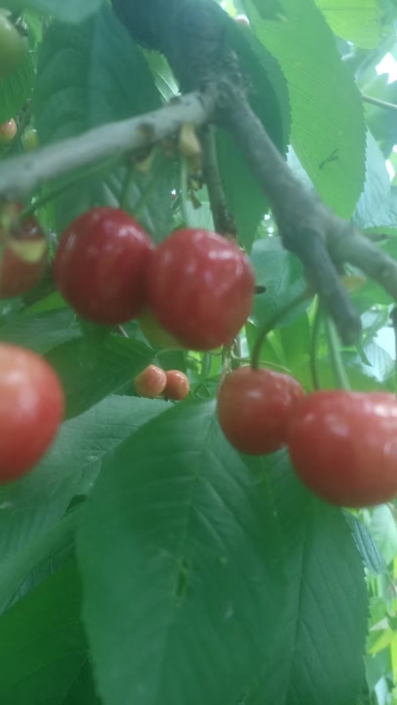 山东樱桃/美早樱桃/新货上市/产地直发/全国发货