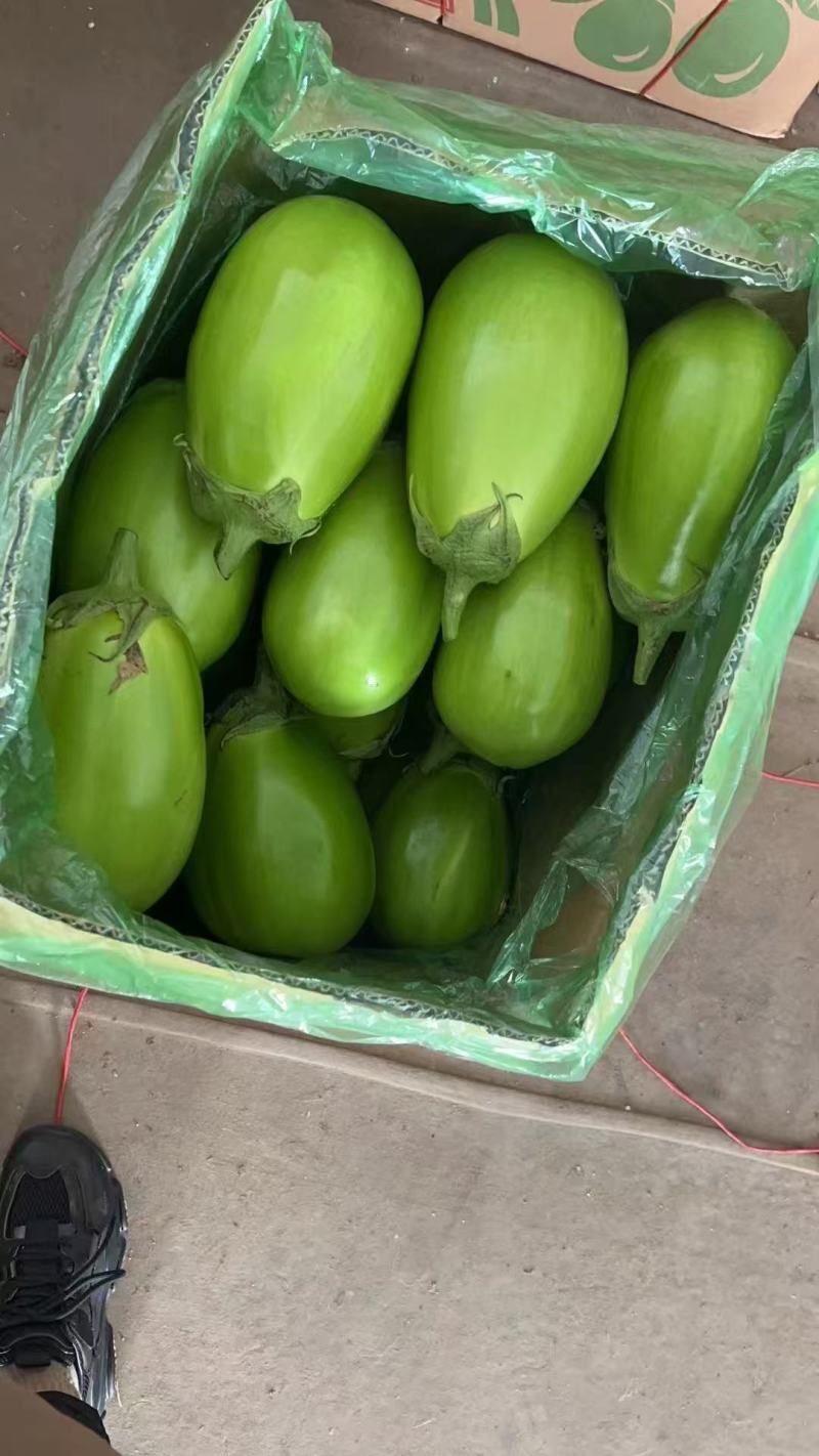 青茄青皮茄子产地直销量大质优价格优惠欢迎前来采购