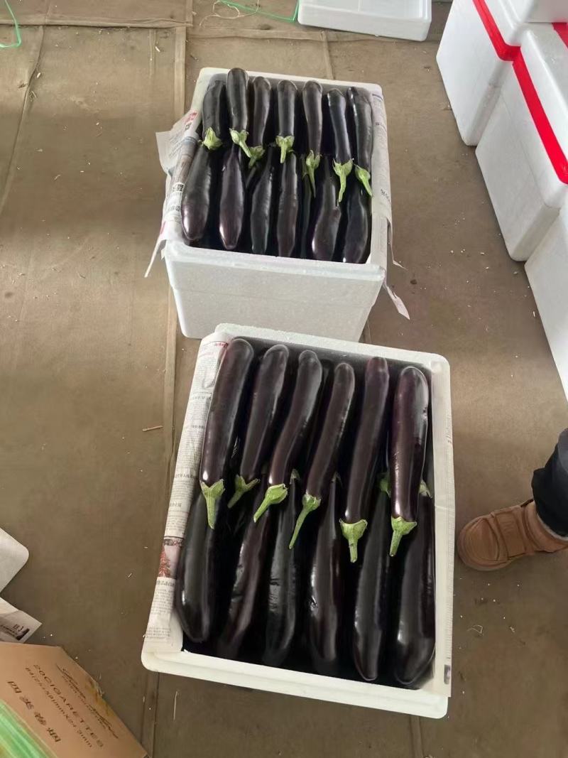 长茄紫皮长茄子新鲜蔬菜现摘先发当季产品欢迎咨询