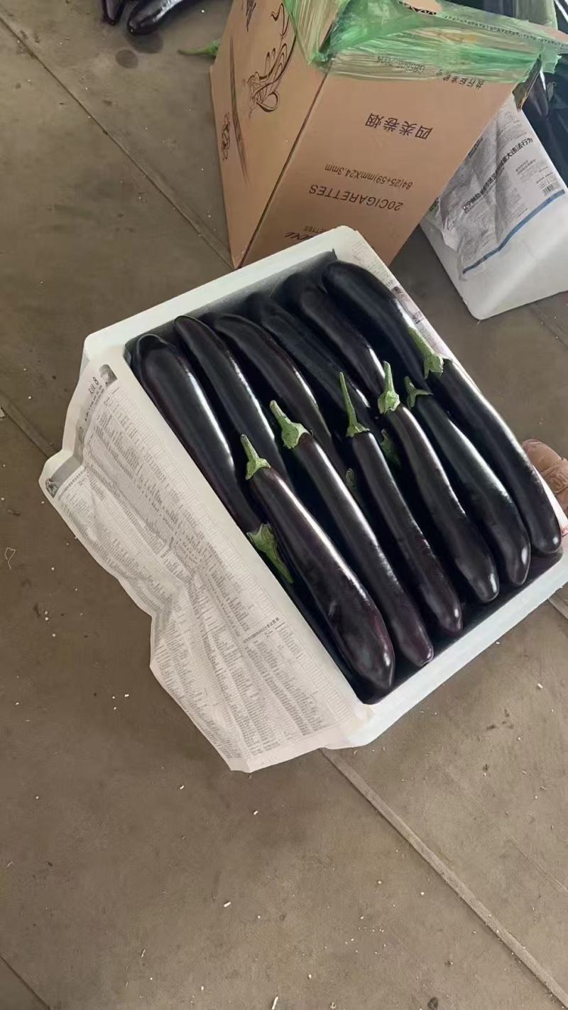 长茄紫皮长茄子新鲜蔬菜现摘先发当季产品欢迎咨询