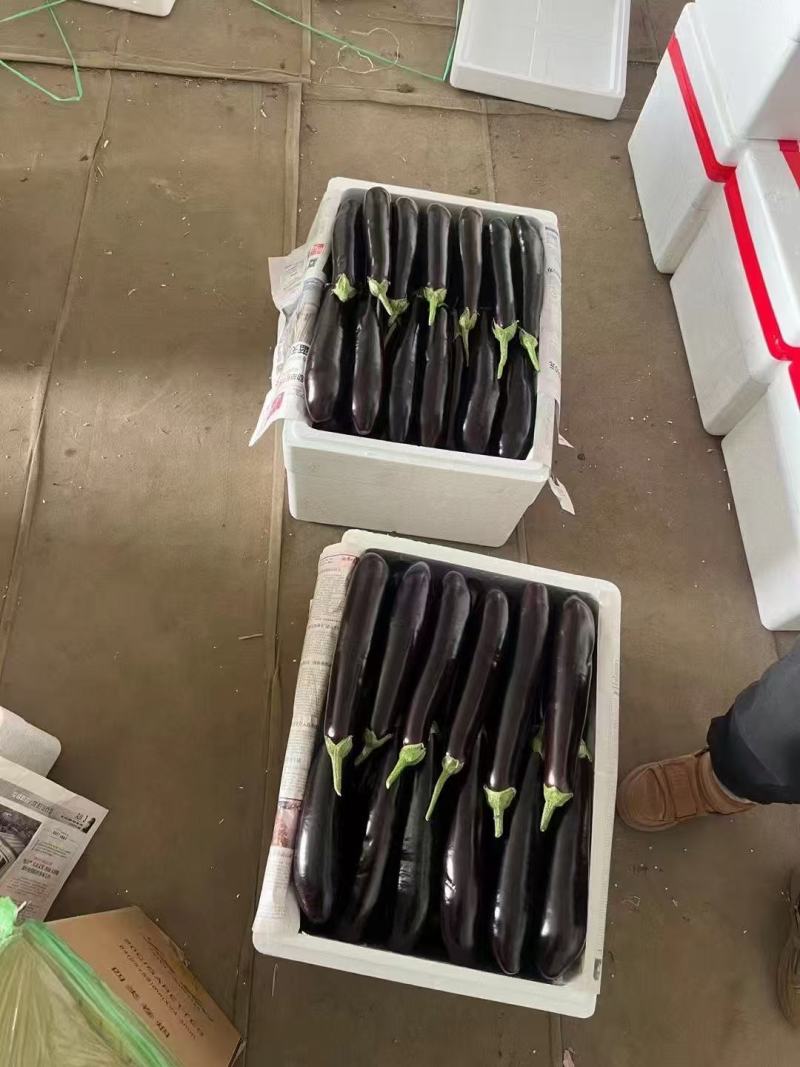 长茄紫皮长茄子新鲜蔬菜现摘先发当季产品欢迎咨询