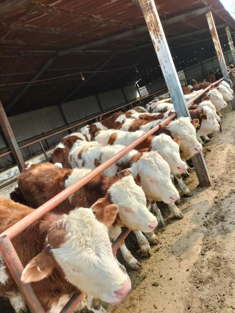 西门塔尔牛活牛对接养殖户抗严寒耐高温公母都有包回收包运费