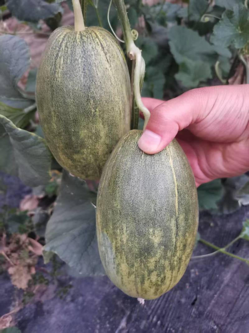潍坊甜瓜，星甜瓜，口感清脆大量上市支持一件代发售后无忧