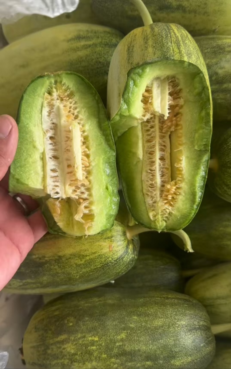 潍坊甜瓜，星甜瓜，口感清脆大量上市支持一件代发售后无忧
