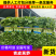 【推荐】三青皮莴笋大量上市质量好价格优全国发货