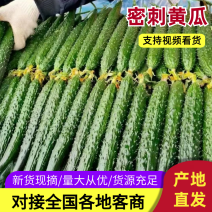 【密刺黄瓜】山东黄瓜规格全，对接电商/市场/团购欢迎来电