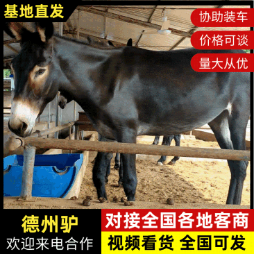 山东德州驴杂交肉驴苗对接养殖户体型大包成活回收送货到家