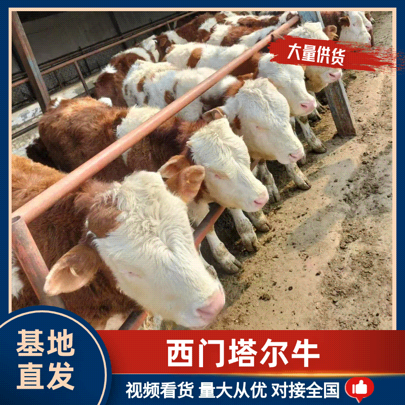西门塔尔牛活牛对接养殖户抗严寒耐高温公母都有包回收包运费