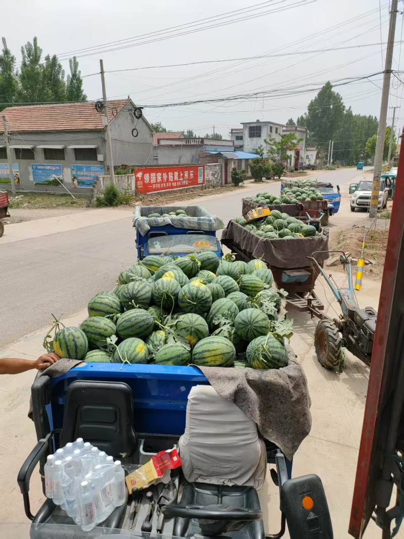 山东西瓜甜王西瓜大量上市了头茬包熟包甜或者充足真实报价！