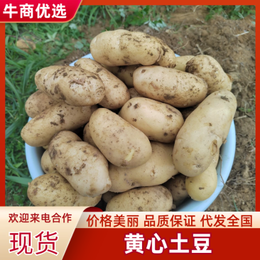 【黄心土豆】贵州土豆产地一手货源，现挖现发，可视频看货