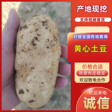 贵州黄心土豆产地一手货源，规格齐全，对接电商市场批发商