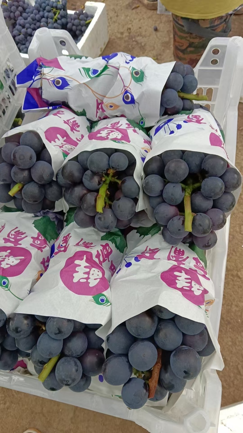 浙江葡萄/巨峰葡萄/甬优一号-对接全国商超