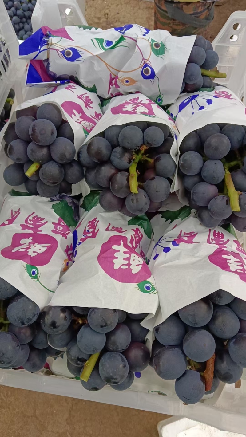 浙江葡萄/巨峰葡萄/甬优一号-对接全国商超