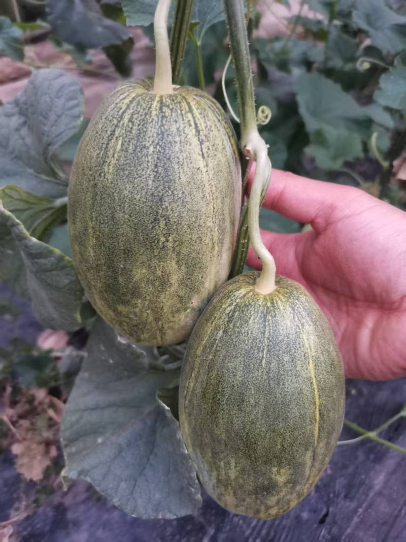 潍坊甜瓜，星甜瓜，口感清脆大量上市支持一件代发售后无忧
