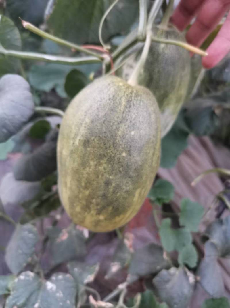 潍坊甜瓜，星甜瓜，口感清脆大量上市支持一件代发售后无忧