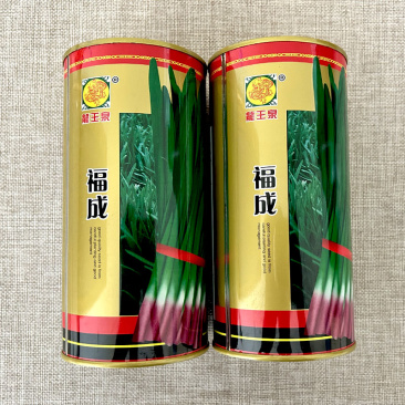 红根韭菜种子早春独根红韭菜种子宽叶韭菜籽鲜香味浓耐热耐寒