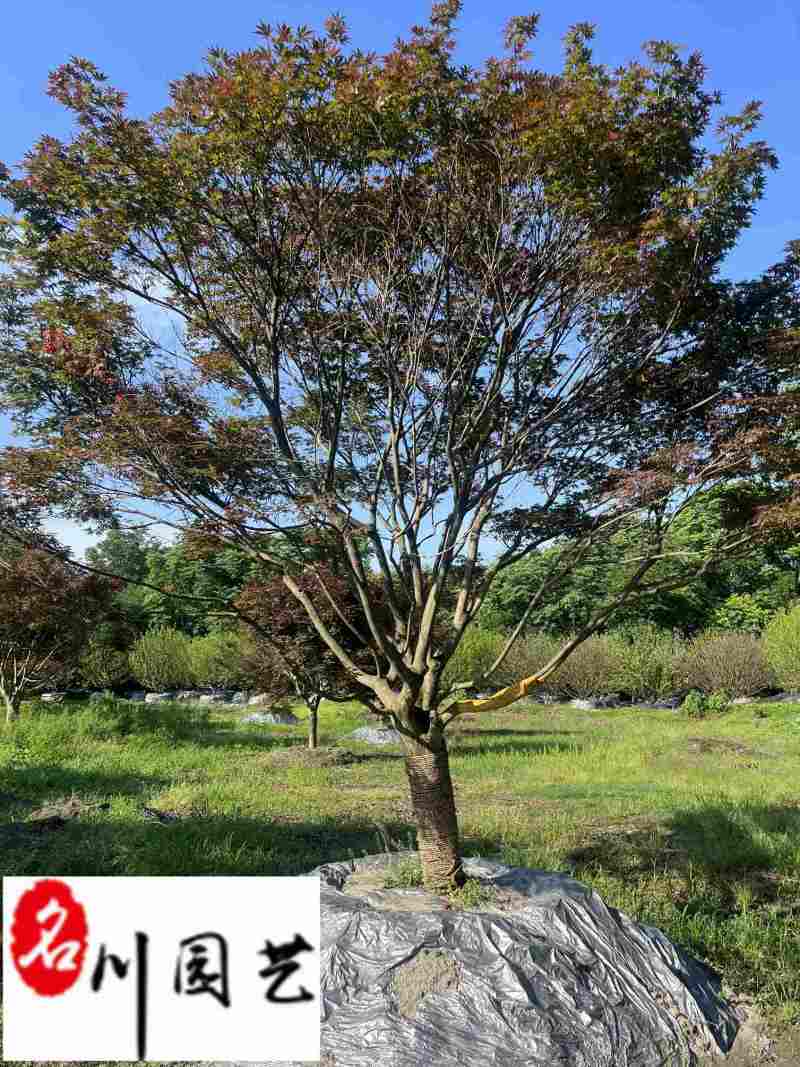 红枫基地直供中国红枫6-15公分价格一手货源自产自销