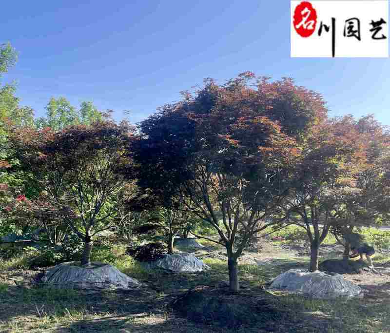红枫基地直供中国红枫6-15公分价格一手货源自产自销
