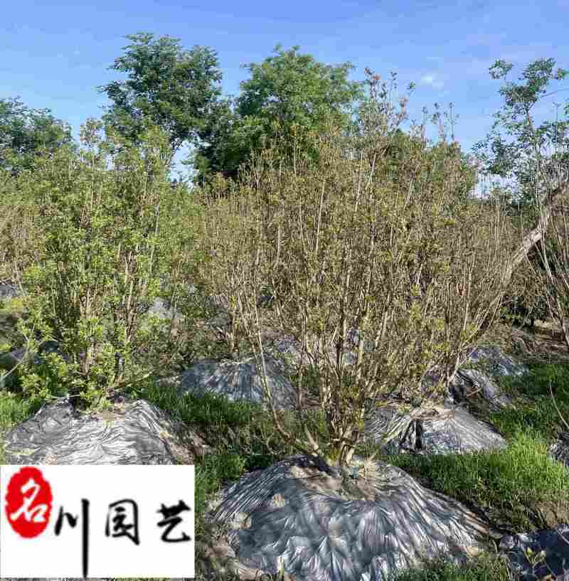 丛生杨梅树基地直供自家基地出售杨梅树一手货源量大价优