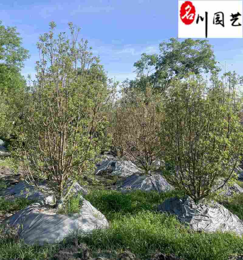 丛生杨梅树基地直供自家基地出售杨梅树一手货源量大价优