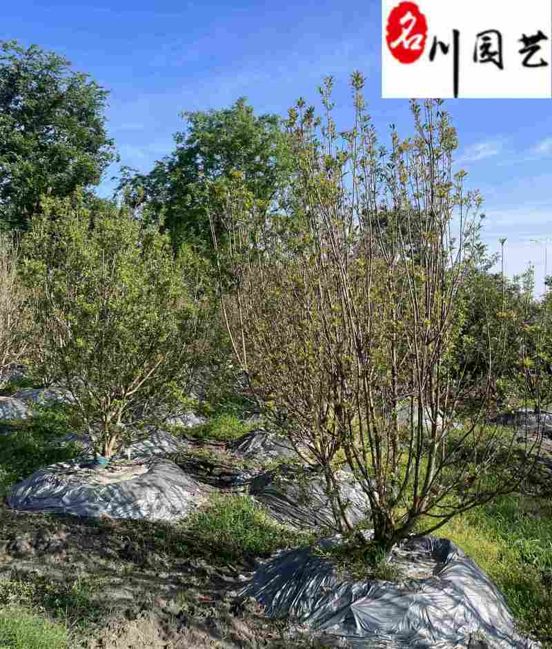 丛生杨梅树基地直供自家基地出售杨梅树一手货源量大价优