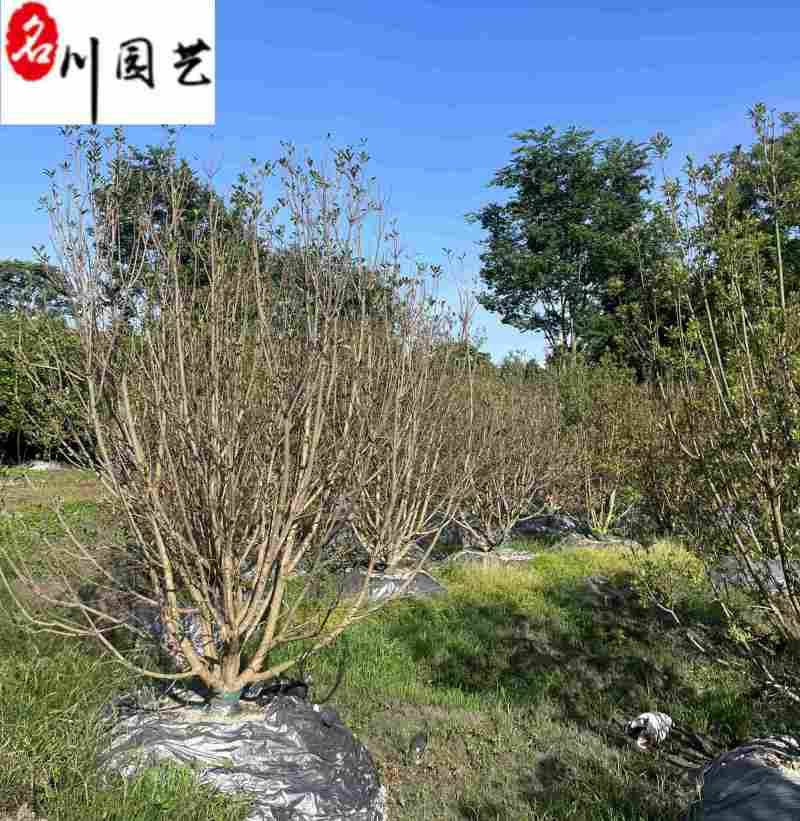 丛生杨梅树基地直供自家基地出售杨梅树一手货源量大价优
