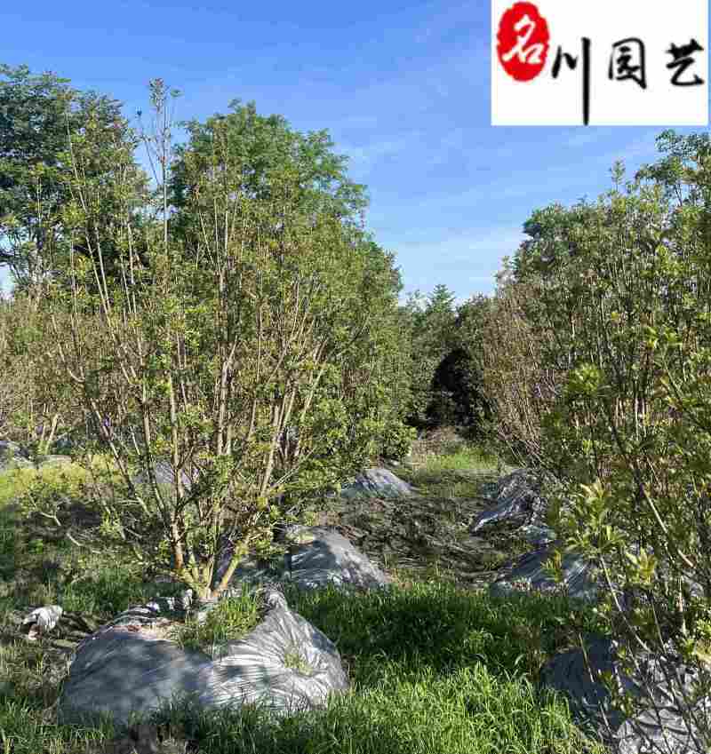 丛生杨梅树基地直供自家基地出售杨梅树一手货源量大价优