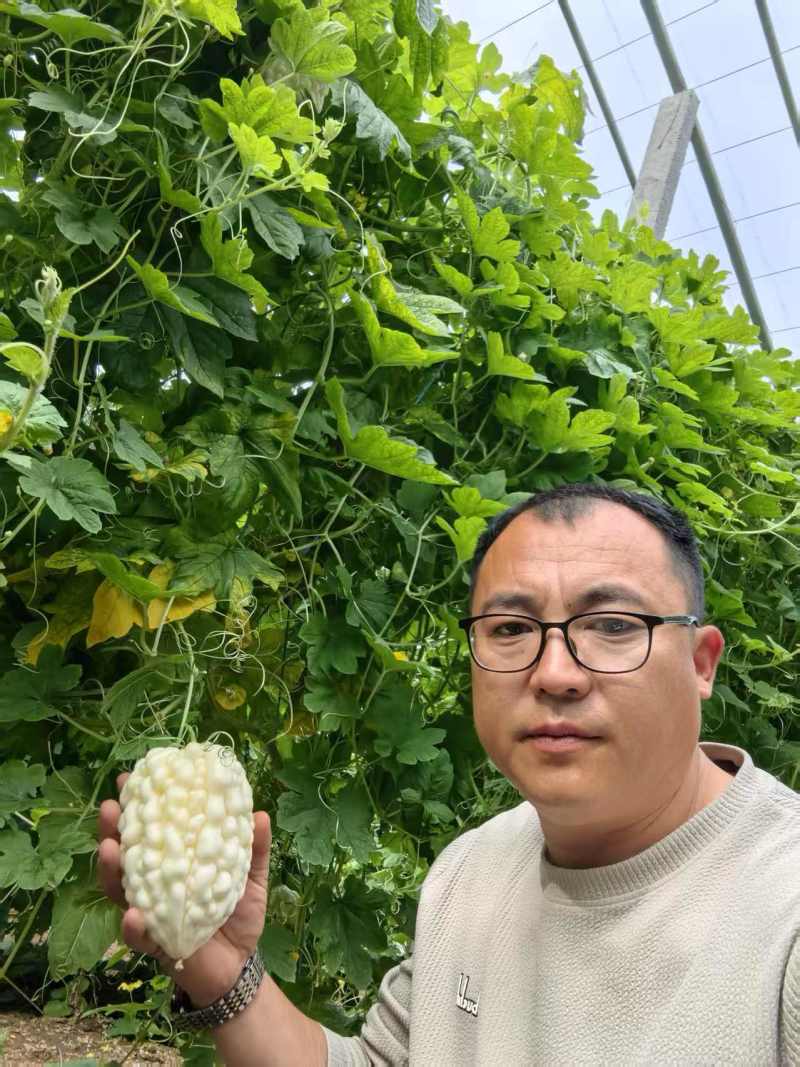 山东寿光苦瓜苗特级苹果苦瓜苗根系发达抗病成活率高欢迎电联
