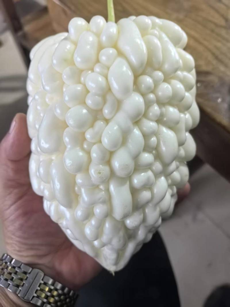 山东寿光苦瓜苗特级苹果苦瓜苗根系发达抗病成活率高欢迎电联
