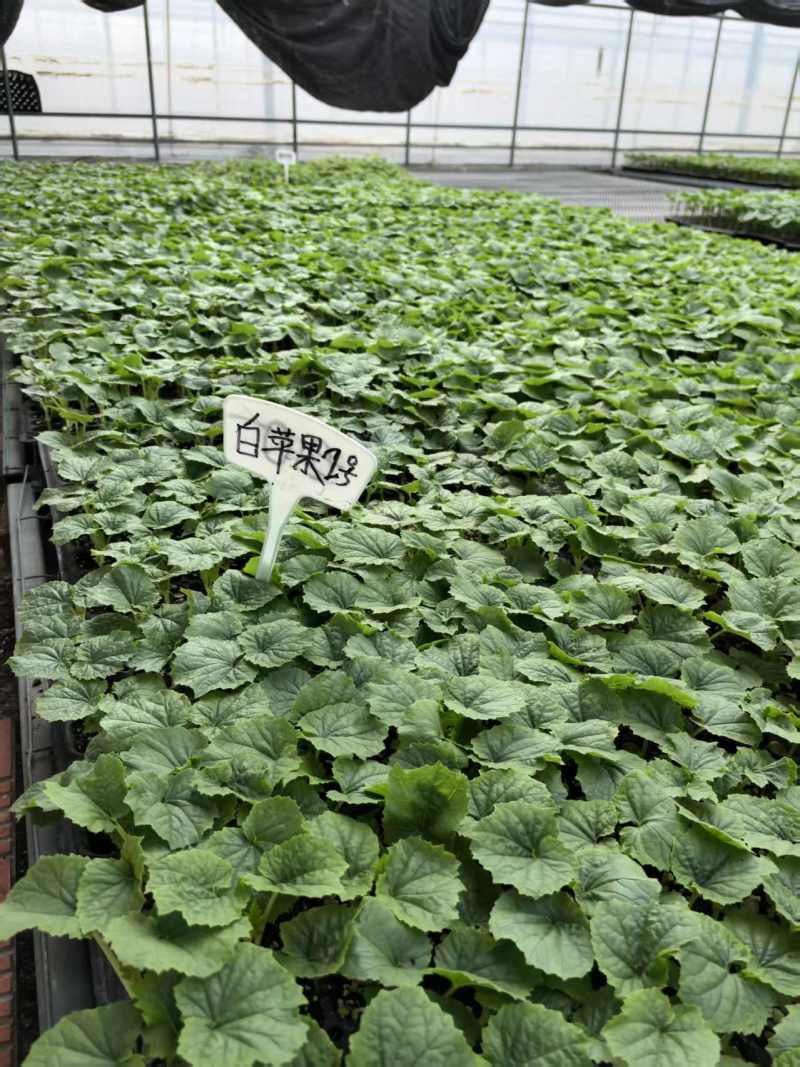 山东寿光苦瓜苗特级苹果苦瓜苗根系发达抗病成活率高欢迎电联