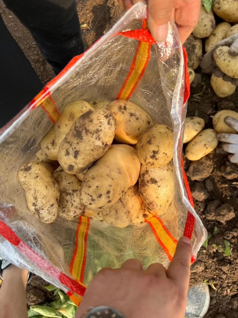 【精品沃土】5号土豆产地现货品种齐全价格低对接市场